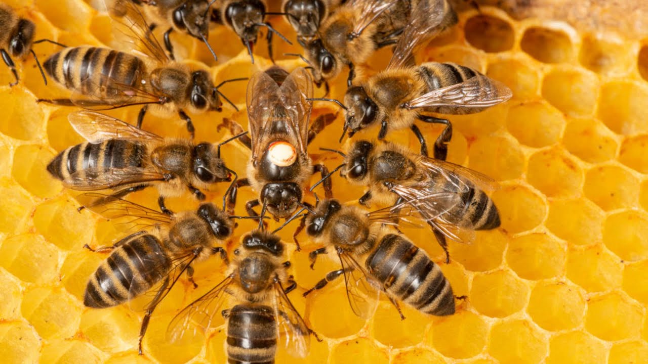 Come allontanare le api dalle tapparelle 9